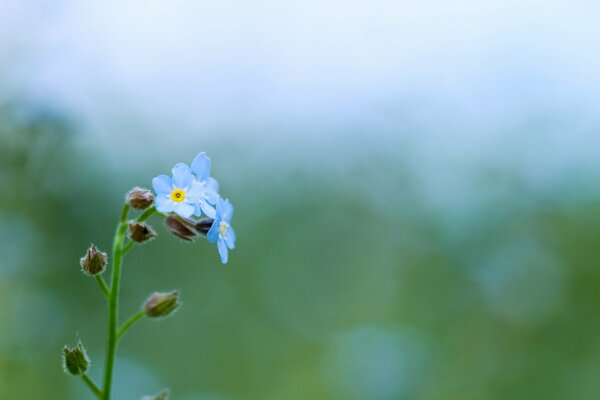 The most delicate flowers in nature are blue forget-me-nots