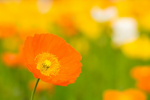 Orange poppy flower in a clearing