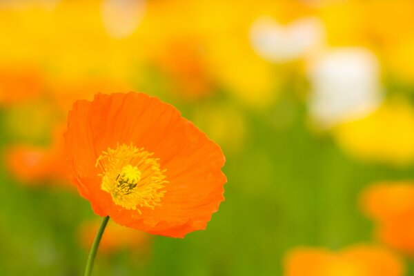 Цветок оранжевого мака на поляне