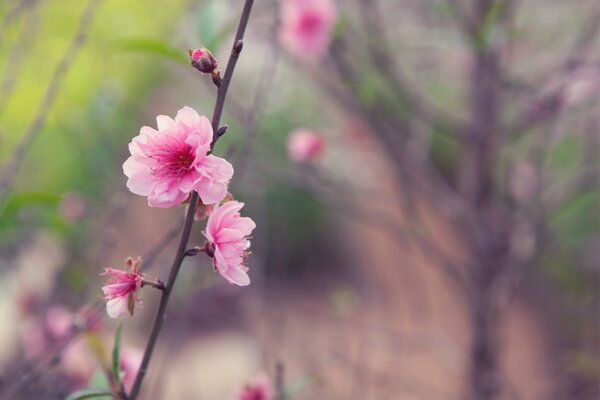 Rosa japanische Kirschblütenknospen auf einem Zweig