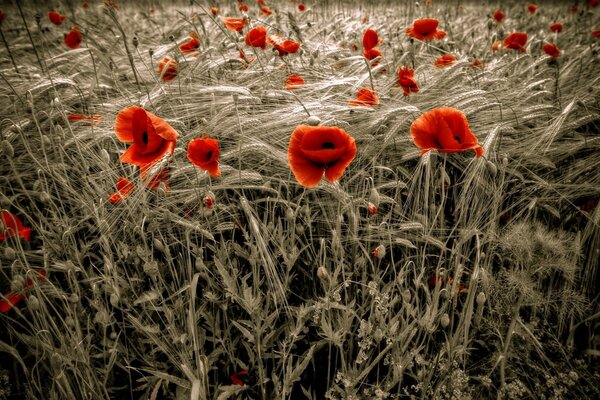 Coquelicots lumineux dans un champ de blé