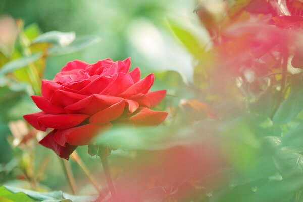 Belles roses rouges dans l herbe