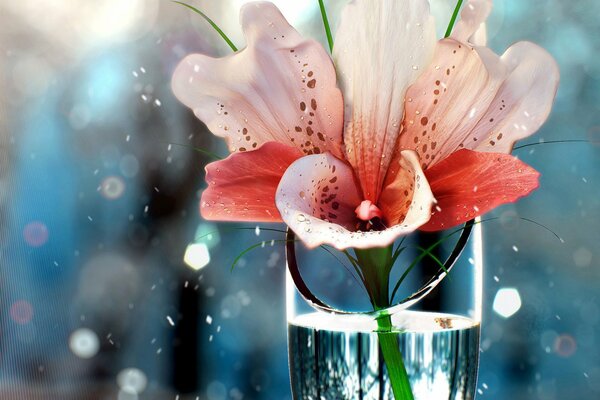 Pink flower in a glass of water