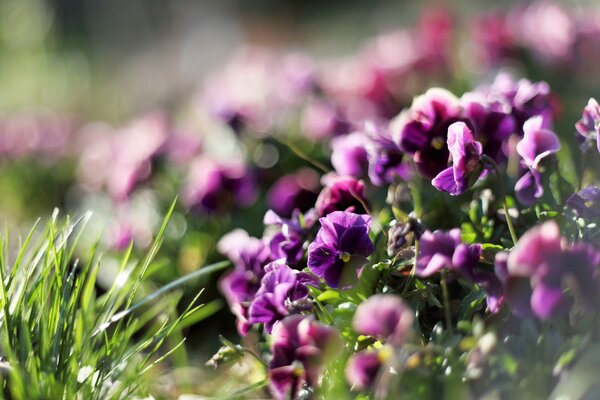 Violettes violettes sur l herbe verte au printemps