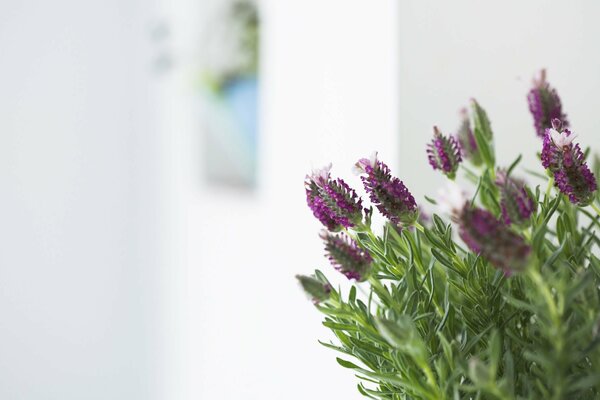 Rosemary sprigs fragrant flowers