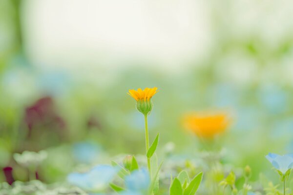 Auf der Lichtung eine orangefarbene Blume