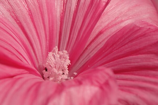 Pink flower with pink stamen