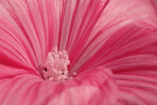 Flor rosa con estambre rosa