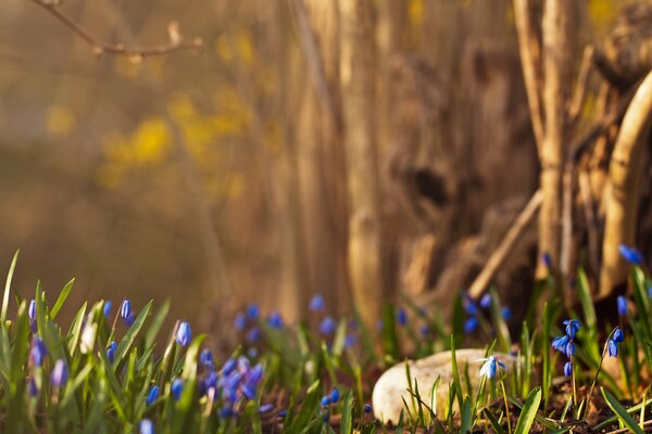 En la primavera en el bosque de campanillas de nieve azul
