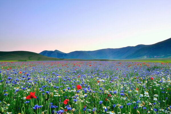 A large number of Flowers in the mountains