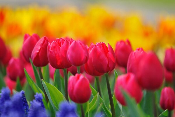 Clairière de bourgeons florissants de tulipes