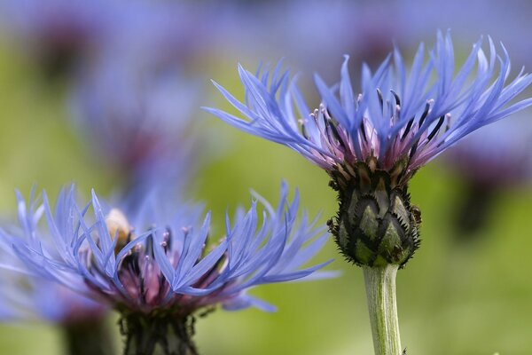 Macro photo of cornflowers in a clearing