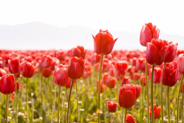 Paoe tulipanes, brotes, primavera