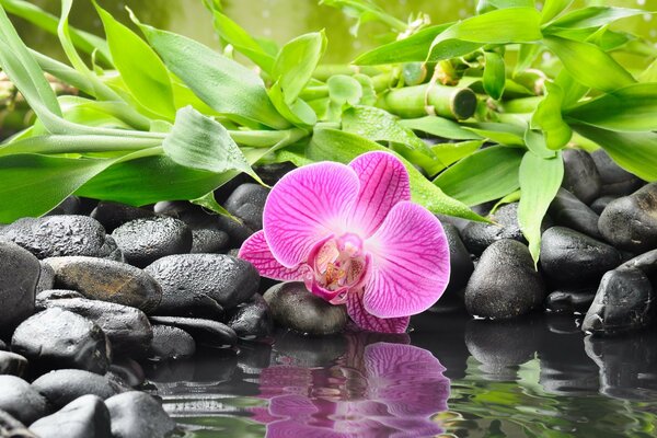 El reflejo de una orquídea en el agua rodeada de piedras