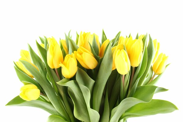 Bouquet of yellow tulips for World Women s Day