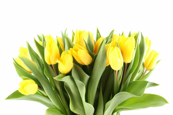 Ramo de tulipanes amarillos para el día mundial de la mujer