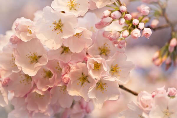 Boutons blancs roses sur une branche