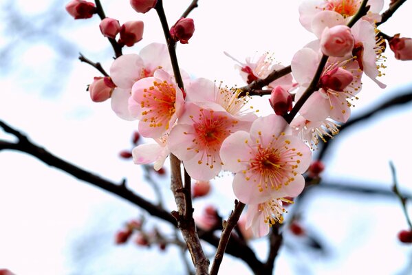 Zweige eines Baumes mit Blumen