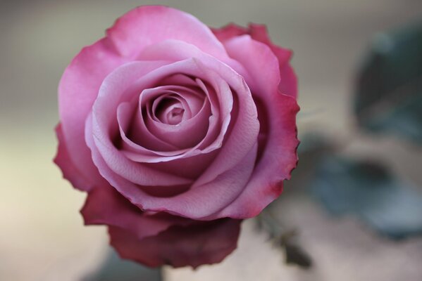 Foto # rosa # flor # rosa # macro