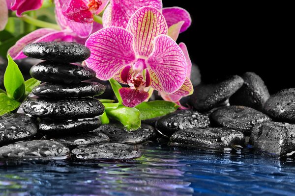 Kwiaty orchidei pochylają się nad wodą