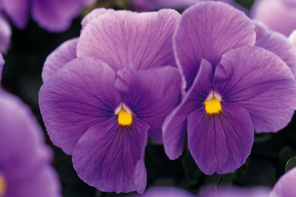 Photo de pensées lilas