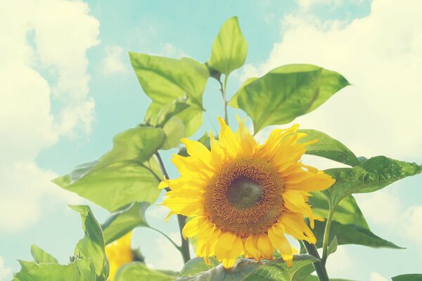 Against the background of white clouds, a sunflower flower