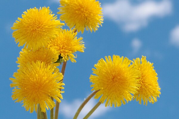 Flores brillantes amarillas contra el cielo azul