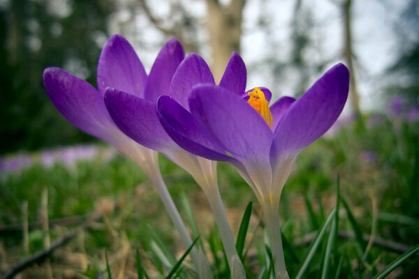 Foto di fiori lilla con sfondo sfocato
