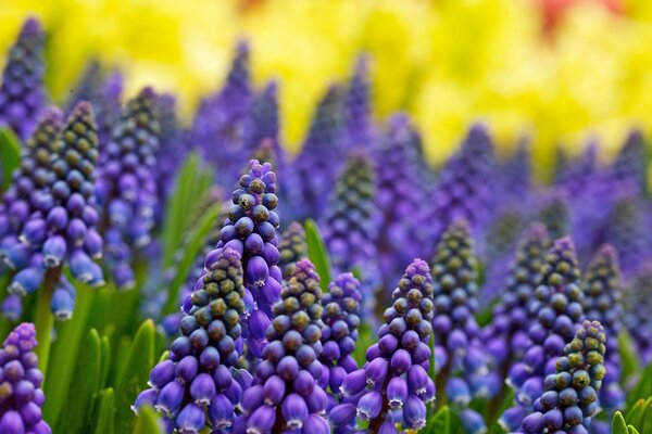 Pirámides de flores púrpuras sobre un fondo borroso