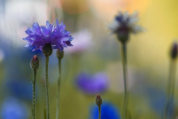 Fiordaliso blu su sfondo sfocato