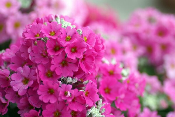 Bright pink phlox flowers