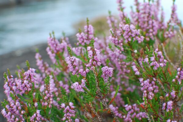 Ramoscelli tremolanti di fiori rosa