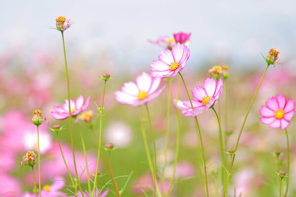 Delicate flowers on a summer meadow