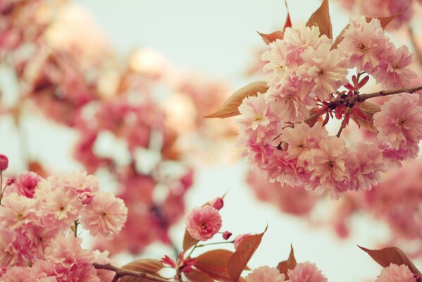 Sakura branches bloom in spring