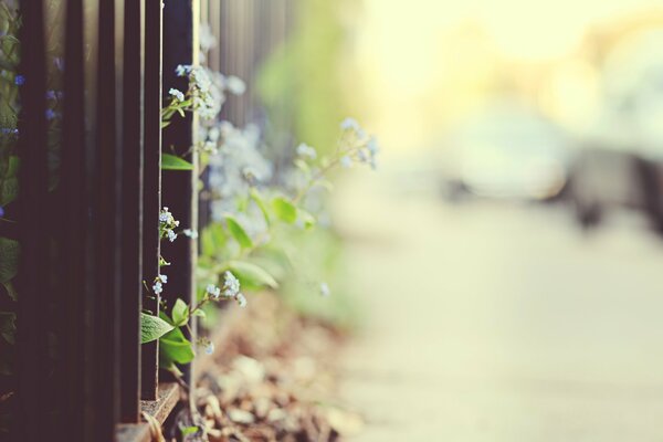 Les Myosotis sortent de la clôture