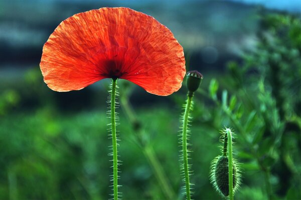 Amapola roja que florece en los prados