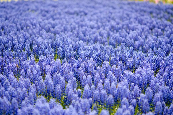 Dużo niebieskich Muscari na boisku