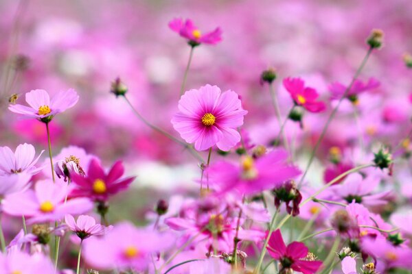 Pink bright flowers in the field