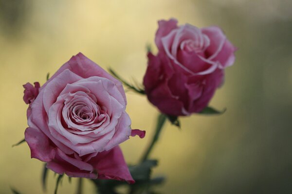 Rosas de té en el Jardín de la mañana