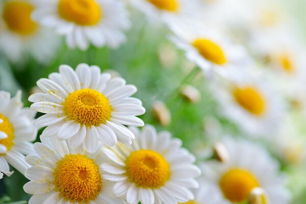 Taches de pollen sur les marguerites modestes