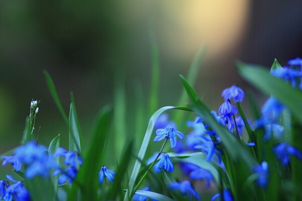 Las flores azules son hermosas y delicadas