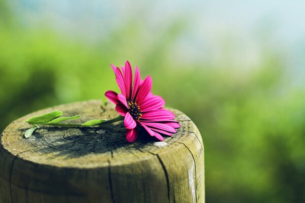 Eine rosa Blume liegt auf einem Holzpfosten