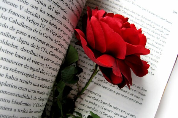 Pączek czerwonej róży na stronach książki