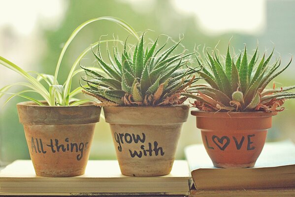 Green plants in pots on books