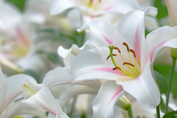 Белые красивые лилии вблизи