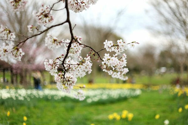 Ein Zweig der blühenden Kirschblüte im Park