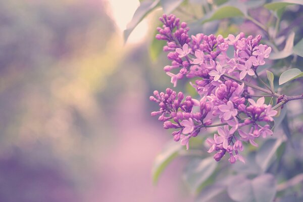 Branche de lilas avec des pétales semi-ouverts délicats