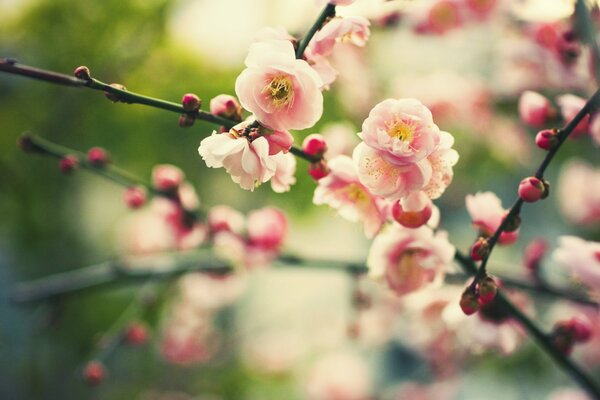 La increíble belleza de las flores de primavera