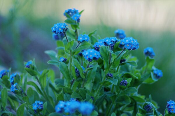 Flores de nomeolvides con pétalos azules