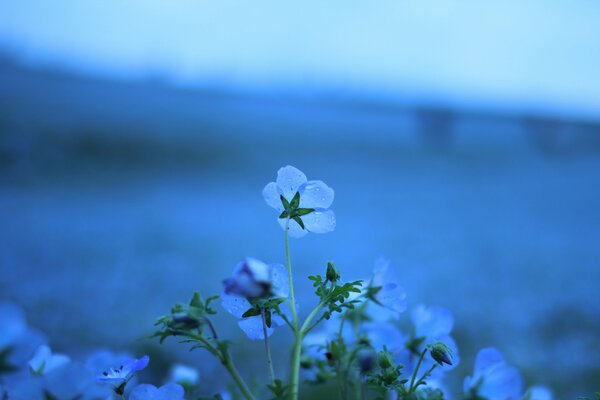 Blaue Leinenblüten auf einer Lichtung